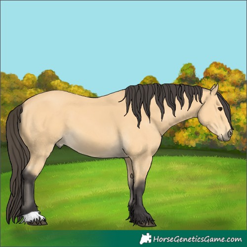 Horse Color:Buckskin 