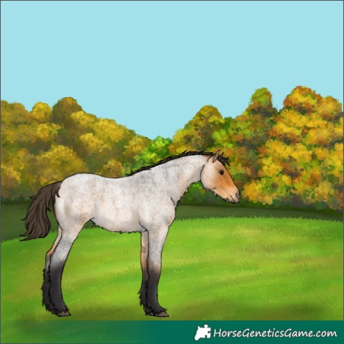 Horse Color:Buckskin Roan 