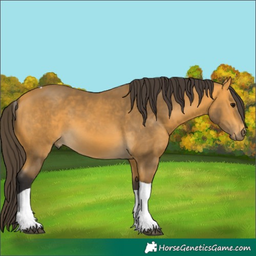 Horse Color:Buckskin Tobiano