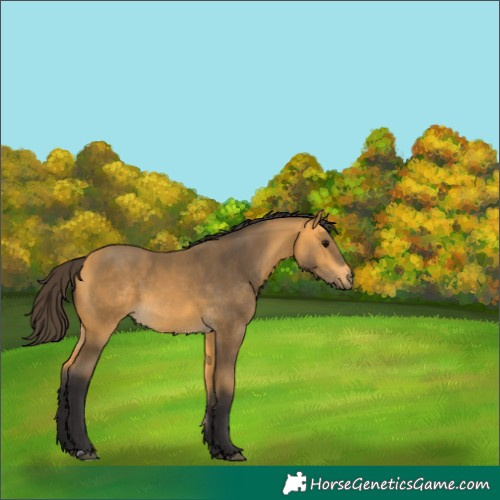 Horse Color:Buckskin