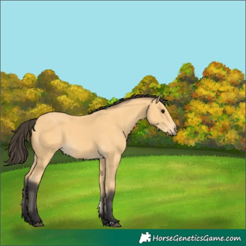 Horse Color:Buckskin 
