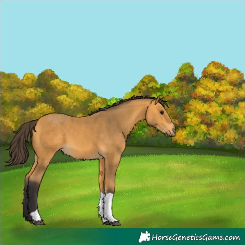 Horse Color:Buckskin Tobiano Rabicano 