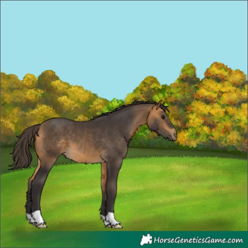 Horse Color:Buckskin