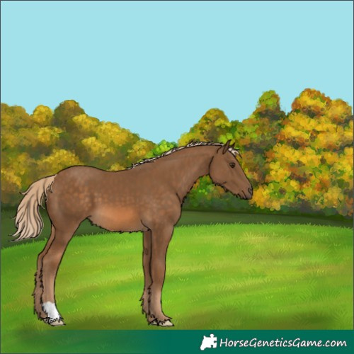 Horse Color:Chocolate Palomino