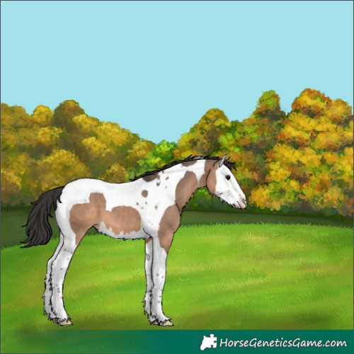 Horse Color:Brown Dun Splash Tobiano