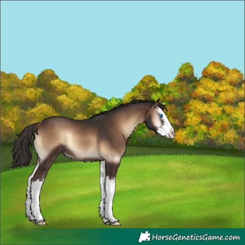 Horse Color:Liver Red Onyx Splash Rabicano 