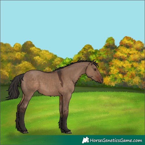Horse Color:Liver Red Dun 