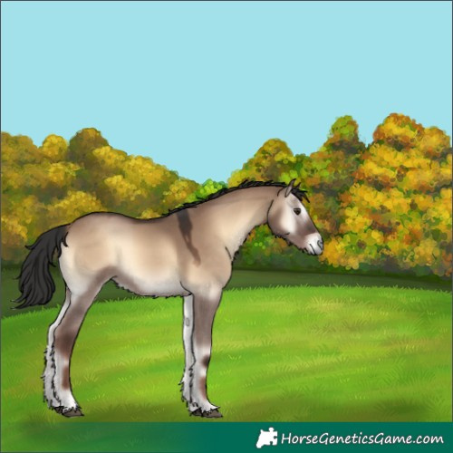 Horse Color:Liver Red Dun Onyx 