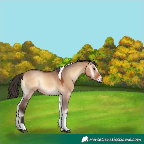 Horse Color:Bay Onyx Tobiano 
