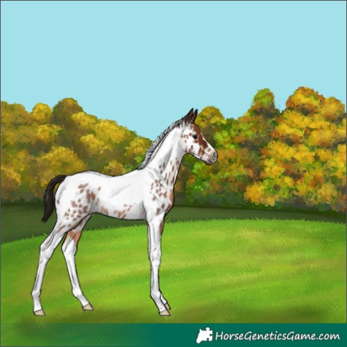Horse Color:Gray Bay Roan Tobiano Near Leopard Rabicano 