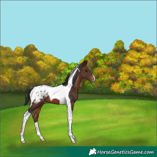 Horse Color:Brown Tobiano Blanket