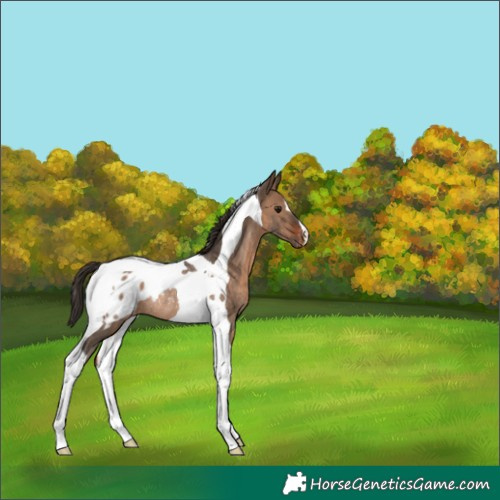 Horse Color:Brown Dun Tobiano Blanket Rabicano