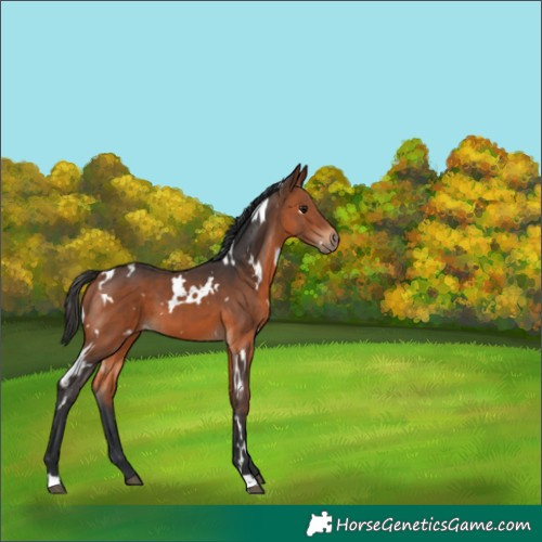 Horse Color:White Spotted Bay 