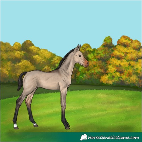 Horse Color:Brown Dun