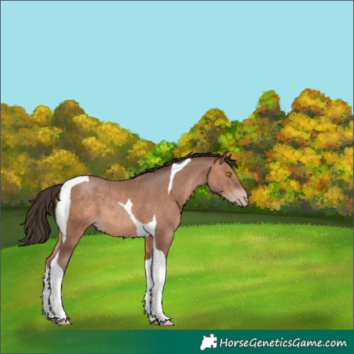 Horse Color:Sable Champagne Tobiano