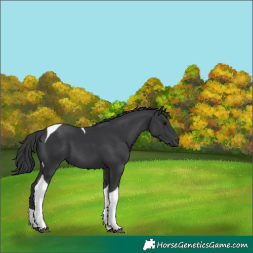 Horse Color:Black Tobiano