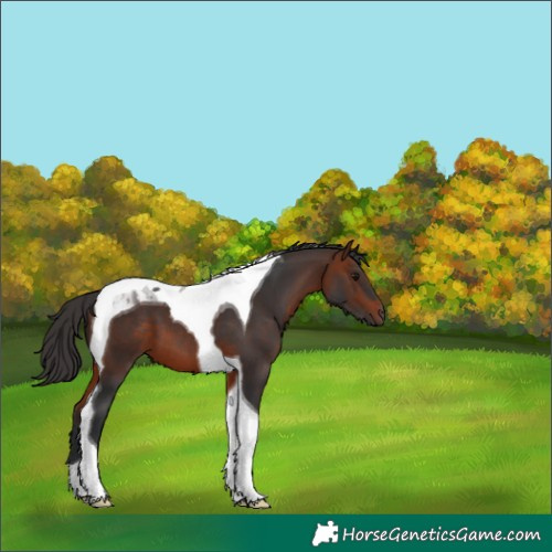 Horse Color:Bay Tobiano 