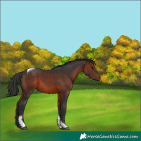 Horse Color:Brown Tobiano