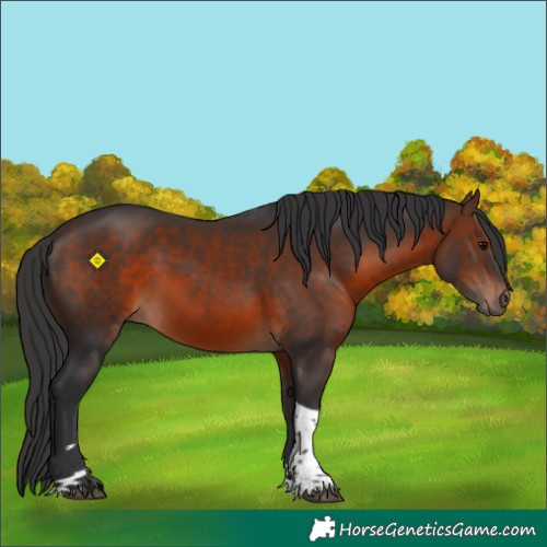 Horse Color:Brown Tobiano 