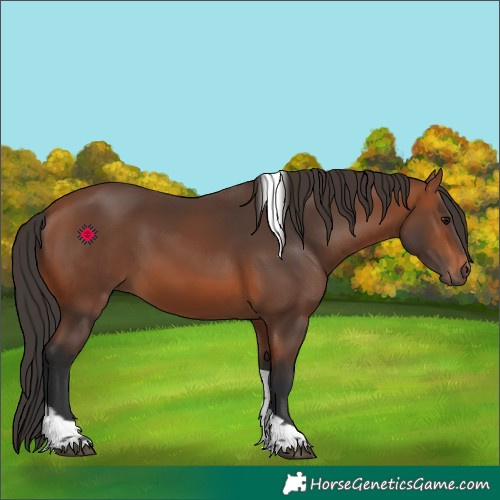 Horse Color:Bay Tobiano