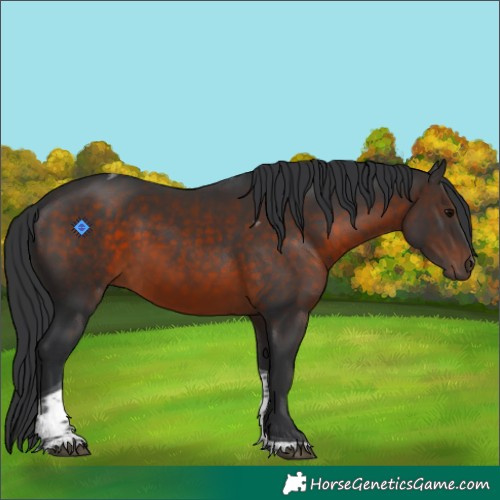 Horse Color:Brown Tobiano 