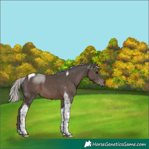 Horse Color:Silver Black Tobiano 