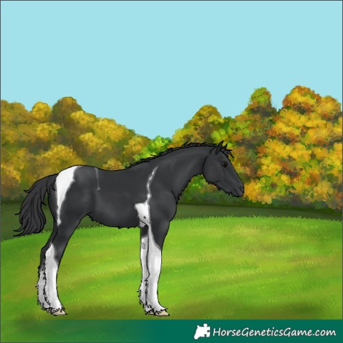 Horse Color:Black Tobiano