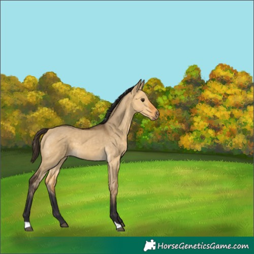 Horse Color:Buckskin Dun 