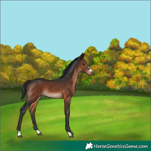 Horse Color:Brown 