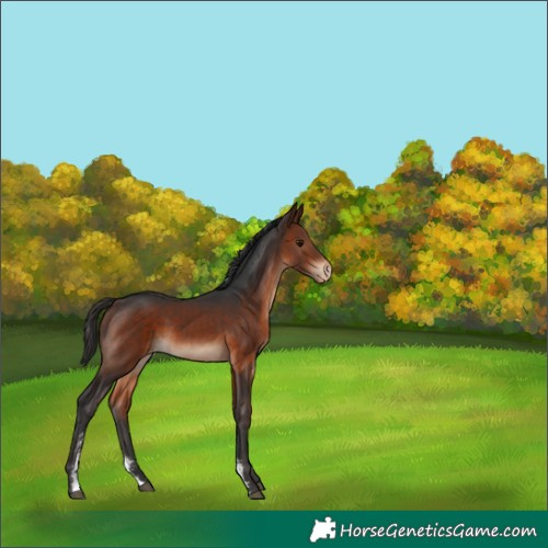 Horse Color:Bay Sabino Varnish Rabicano