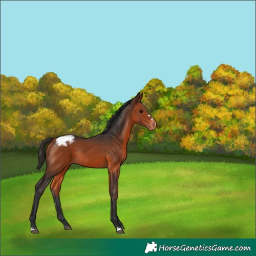 Horse Color:Bay Varnish Rabicano 