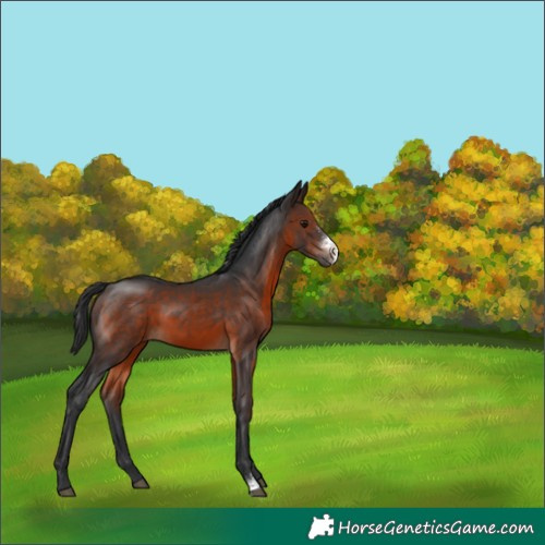 Horse Color:Brown Sabino