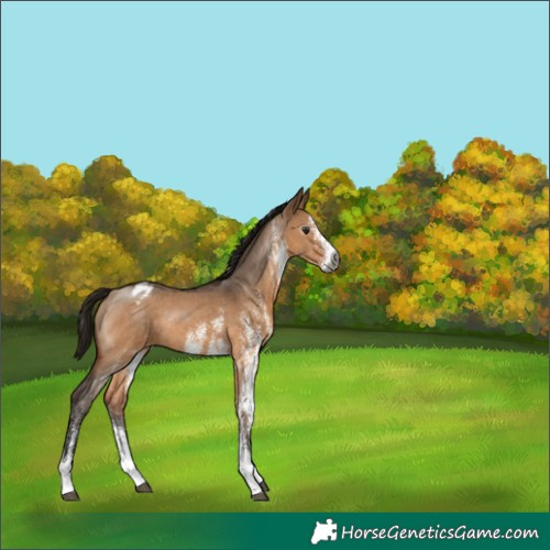 Horse Color:Gray White Spotted Bay Dun Blanket Rabicano