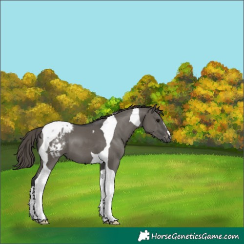Horse Color:Grullo Tobiano Blanket