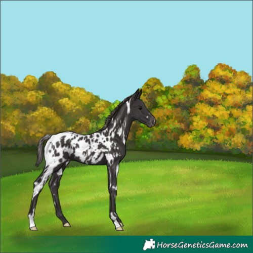 Horse Color:White Spotted Smoky Black Near Leopard