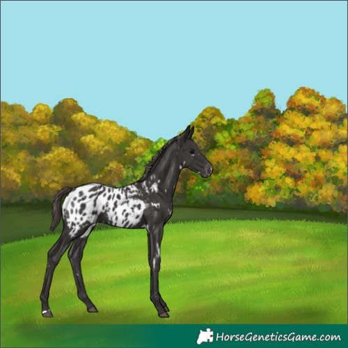 Horse Color:White Spotted Smoky Black Near Leopard