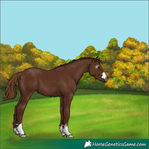 Horse Color:Gray Chestnut