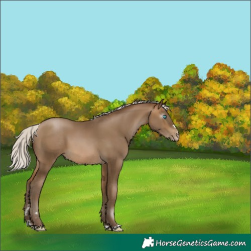 Horse Color:Gray Silver Buckskin Pearl