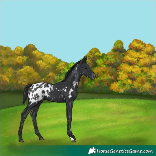 Horse Color:White Spotted Black Blanket 