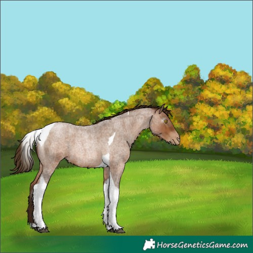 Horse Color:Gray Bay Roan Pearl Tobiano
