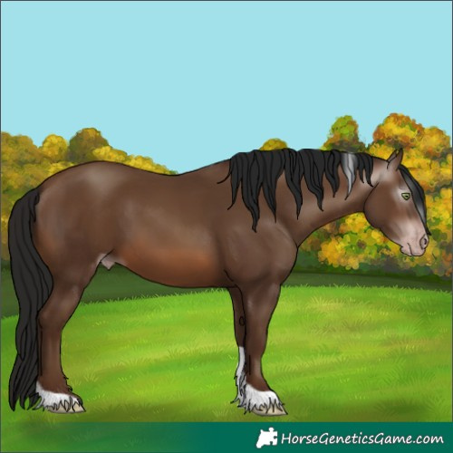 Horse Color:Gray Sable Champagne Tobiano 