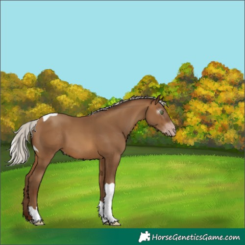 Horse Color:Gray Silver Sable Champagne Tobiano 