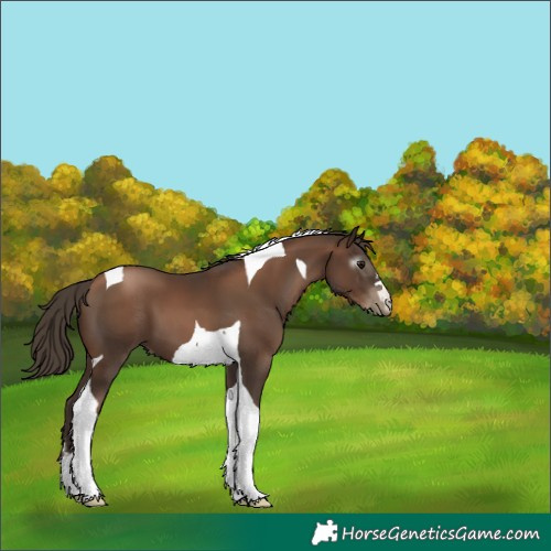 Horse Color:Gray Black Pearl Tobiano