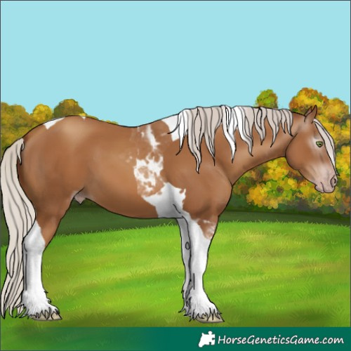 Horse Color:Gray Silver Classic Champagne Tobiano