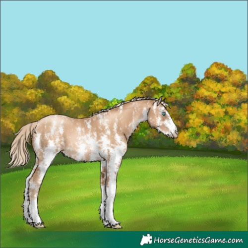 Horse Color:Gray Gold Cream Champagne Pearl Sabino 