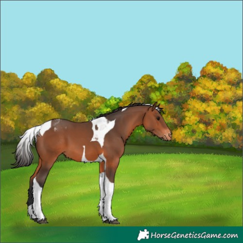 Horse Color:Bay Tobiano Varnish 