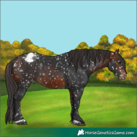 Horse Color:Brown Appaloosa 