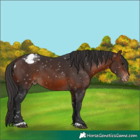 Horse Color:Brown Appaloosa