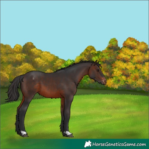 Horse Color:Brown Varnish