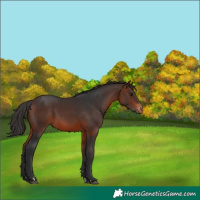 Horse Color:Brown Appaloosa